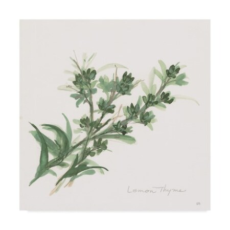 Trademark Fine Art Chris Paschke 'Lemon Thyme' Canvas Art, 35x35 WAP05818-C3535GG